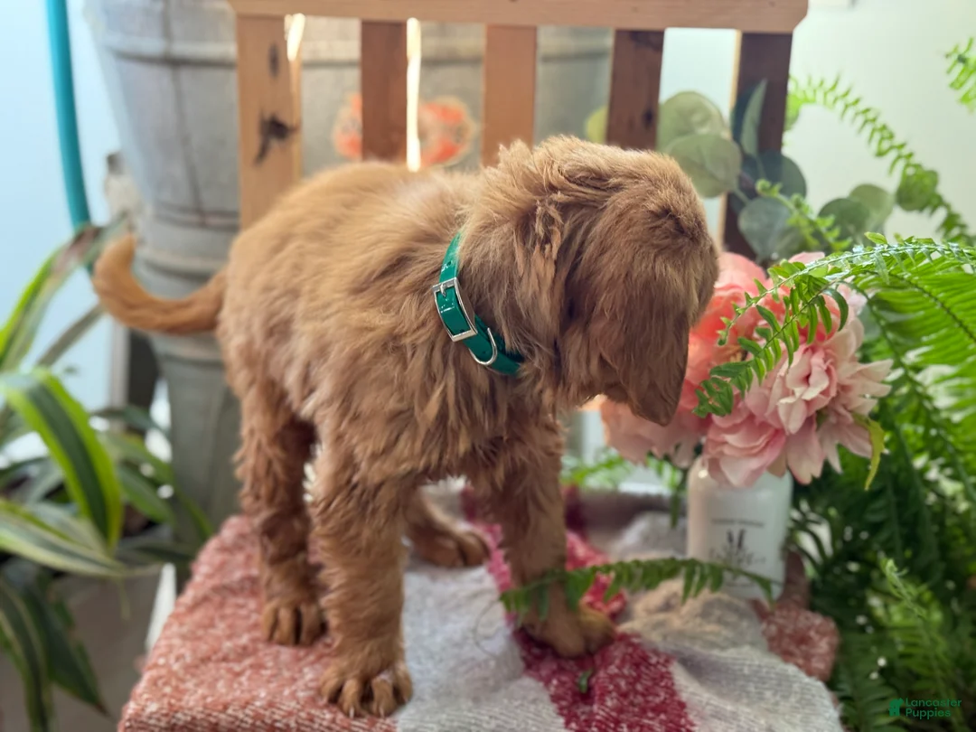 Golden Retriever dogs for sale: Rose - Ad 5