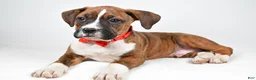 Boxer dogs for sale: Rex Boxer mix - Ad 2
