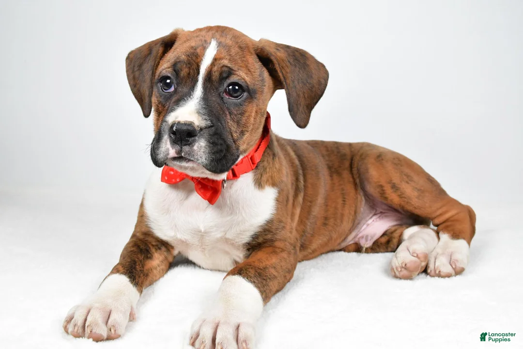 Boxer dogs for sale: Rex Boxer mix - Ad 2