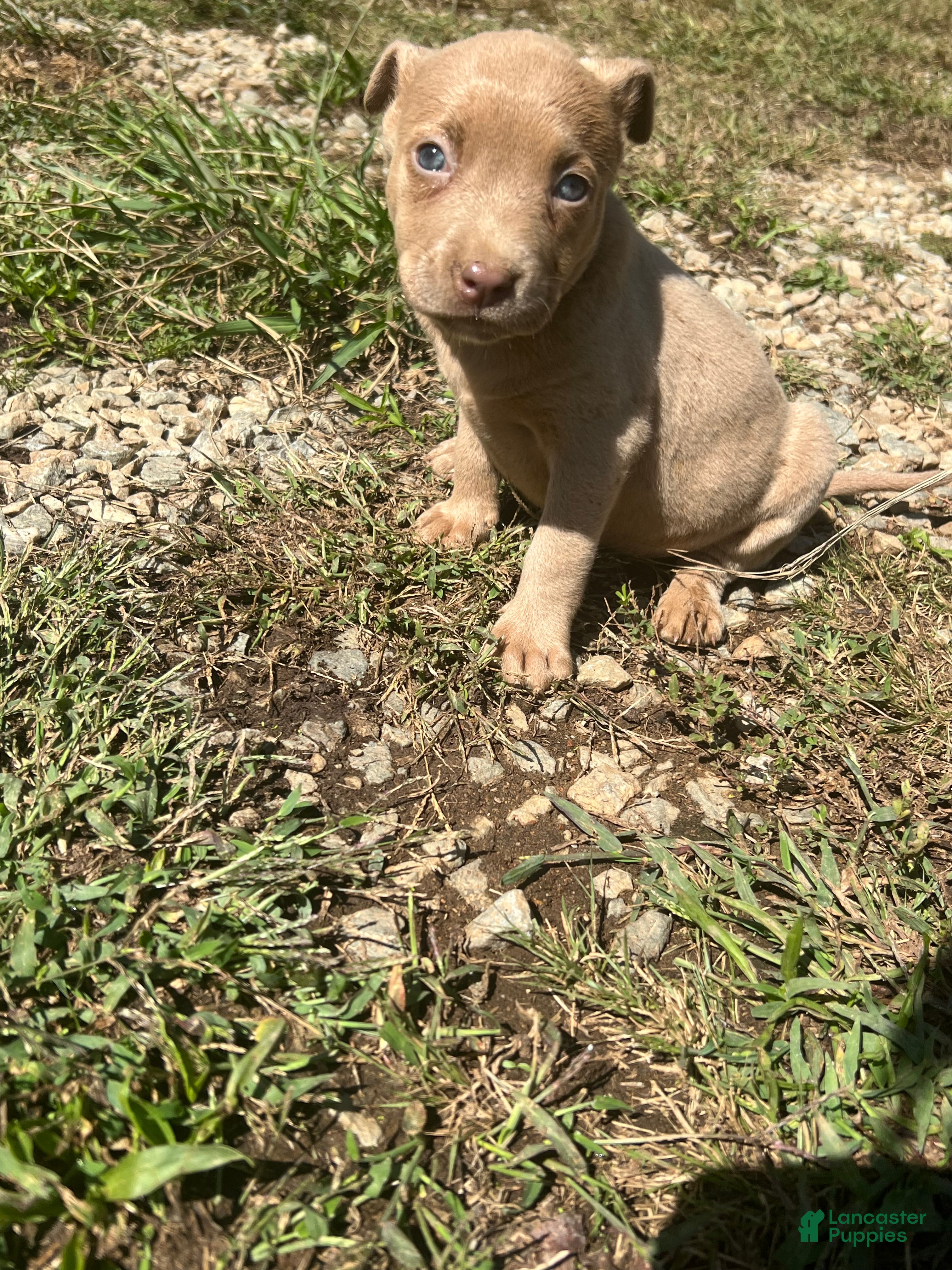 American Pit Bull Terrier dogs American Pit Bull Terrier 4 - Ad 11