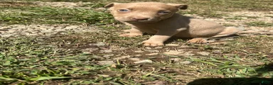 American Pit Bull Terrier 4