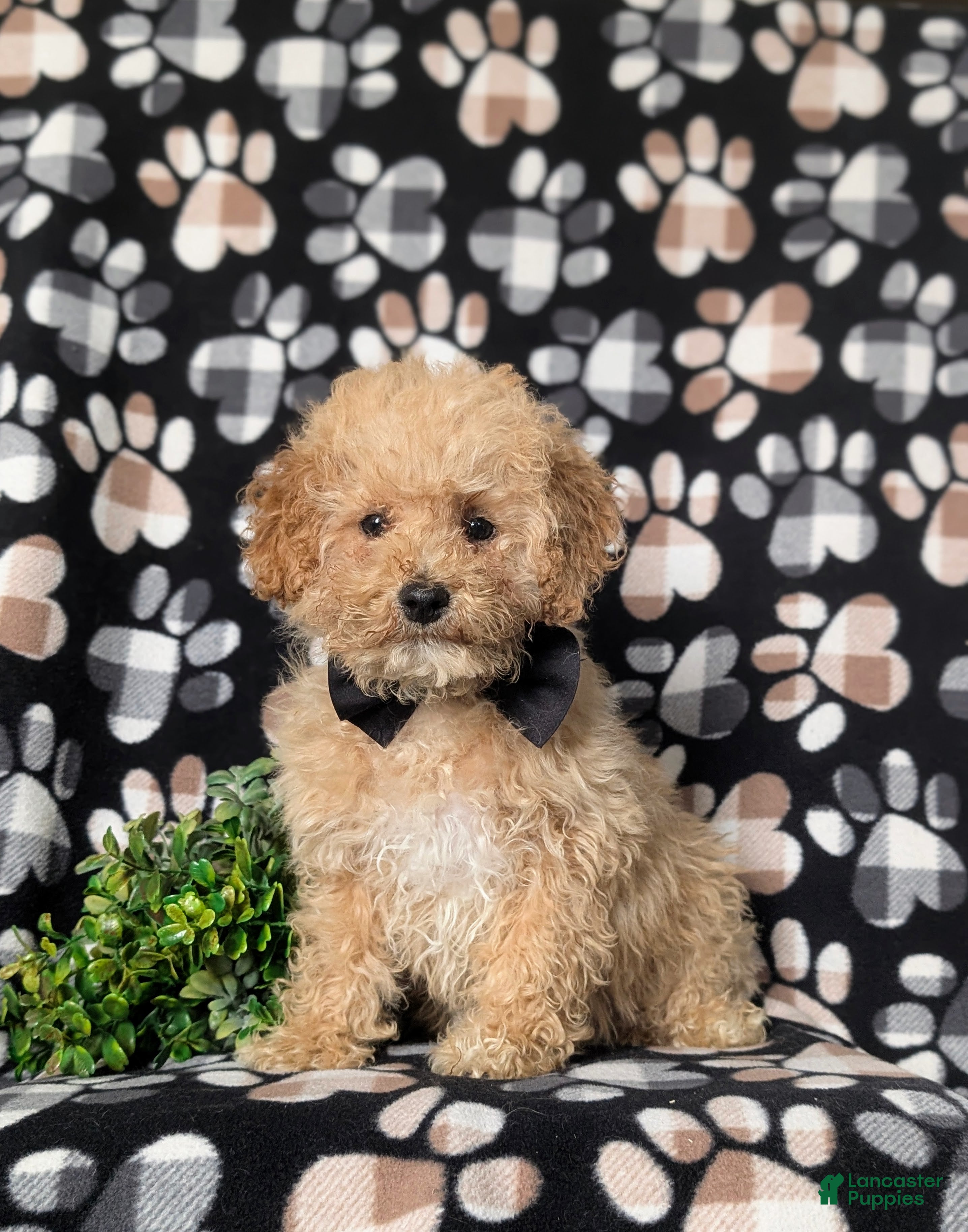 Miniature Poodle dogs for sale: Clark 9 lbs full grown - Ad 4