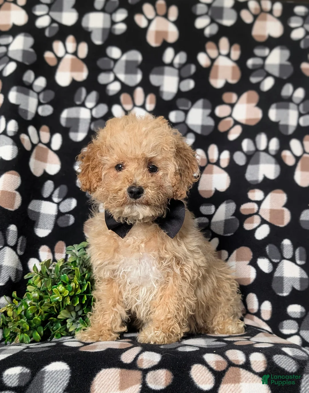 Miniature Poodle dogs for sale: Clark 9 lbs full grown - Ad 1