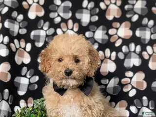 Miniature Poodle dogs for sale: Clark 9 lbs full grown - Ad 4