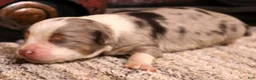 Toy Australian Shepherd dogs for sale: Ice blue merle - Ad 2