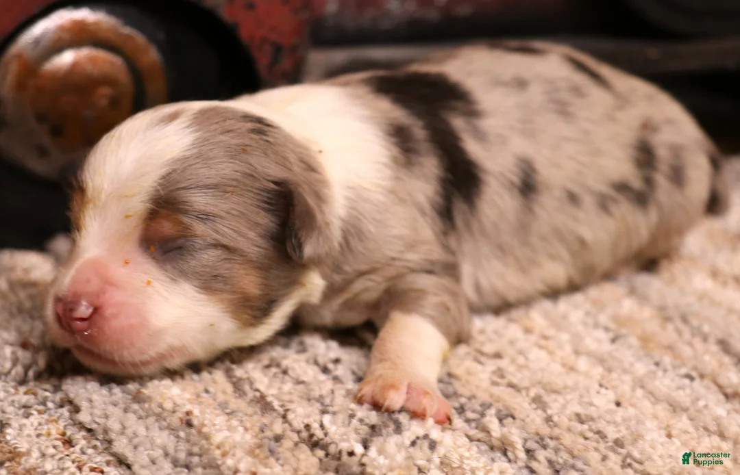 Toy Australian Shepherd dogs for sale: Ice blue merle - Ad 2