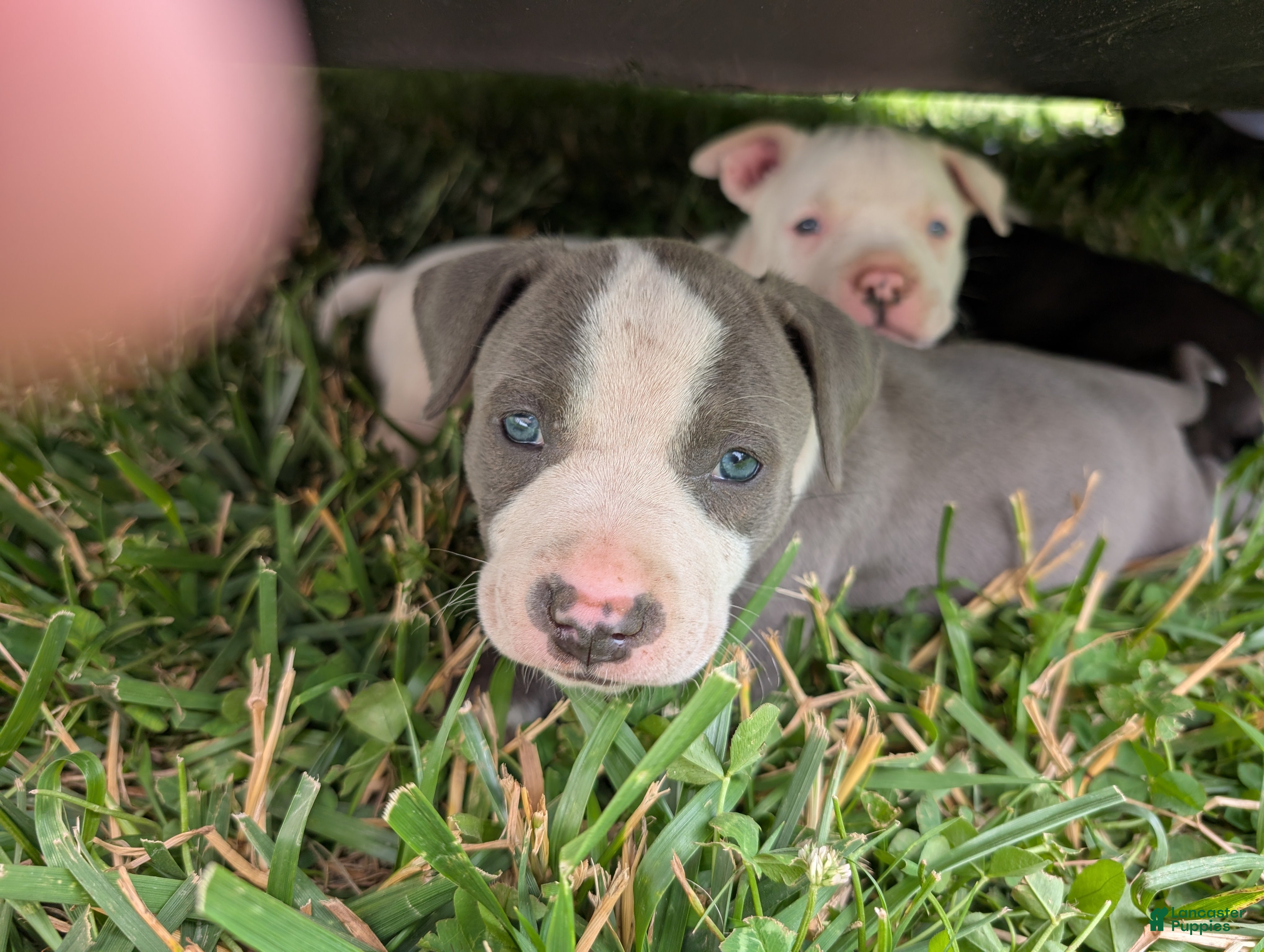 American Pit Bull Terrier dogs American Pit Bull Terrier Puppy 5 - Ad 3