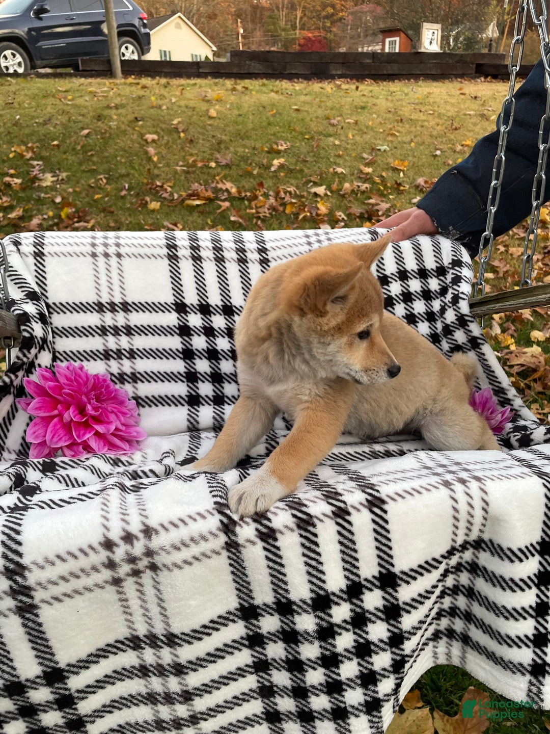 Shiba Inu dogs for sale: France - Ad 2