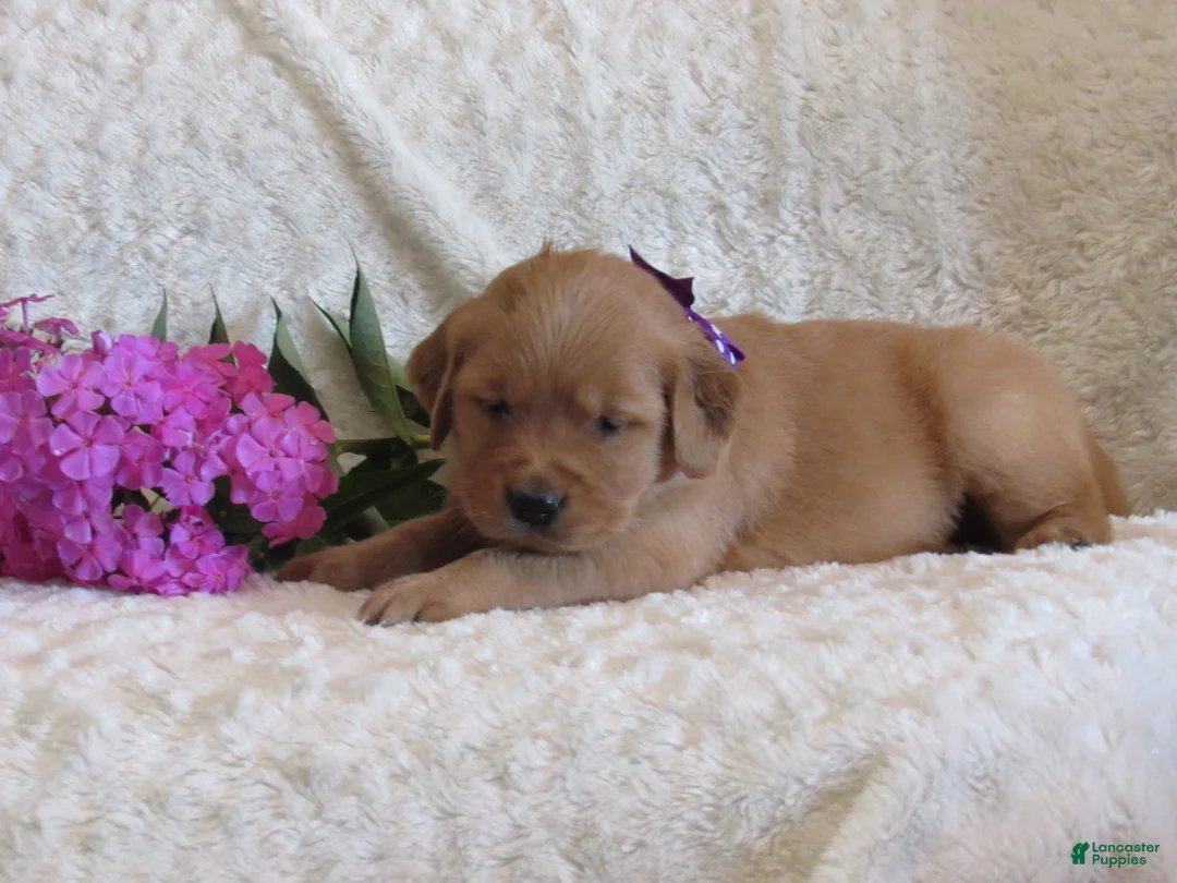 Golden Retriever dogs for sale: Layla - Ad 1
