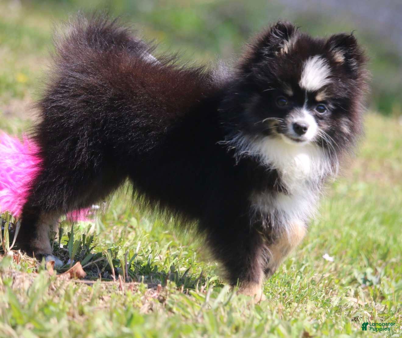 Pomsky dogs Lily  - Ad 2