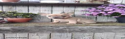 French Bulldog dogs for sale: Jenna - Ad 6