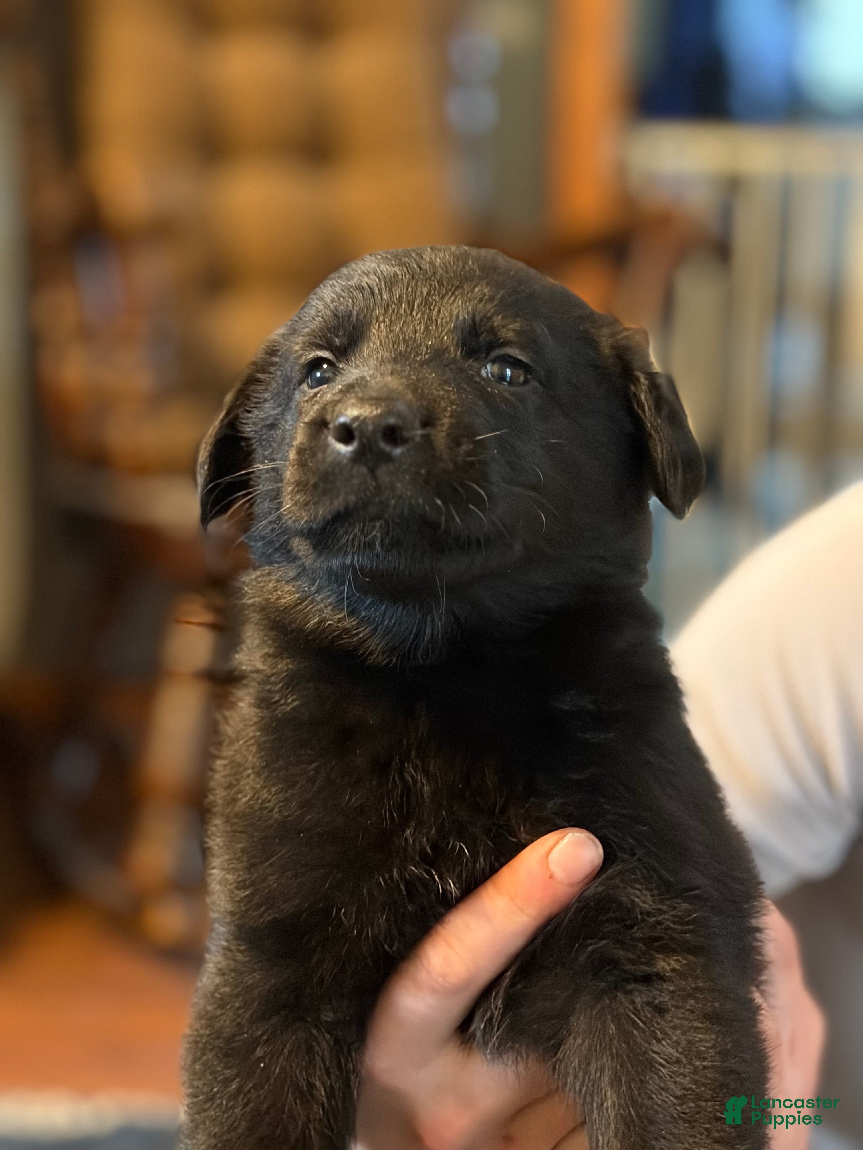 German Shepherd dogs for sale: German Shepherd Puppy 4 - Ad 3