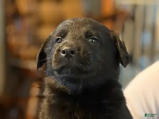 German Shepherd dogs for sale: German Shepherd Puppy 4 - Ad 3