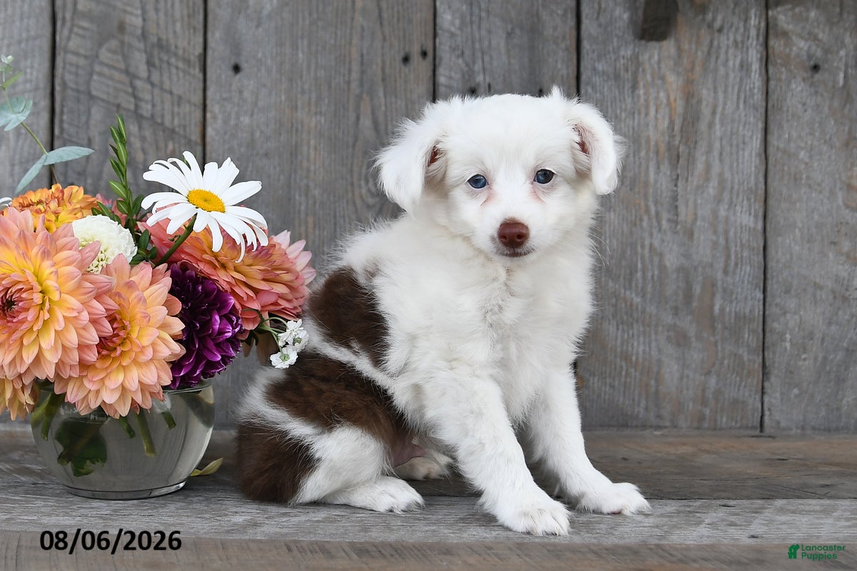 Aussiedoodle dogs Theo - Ad 1