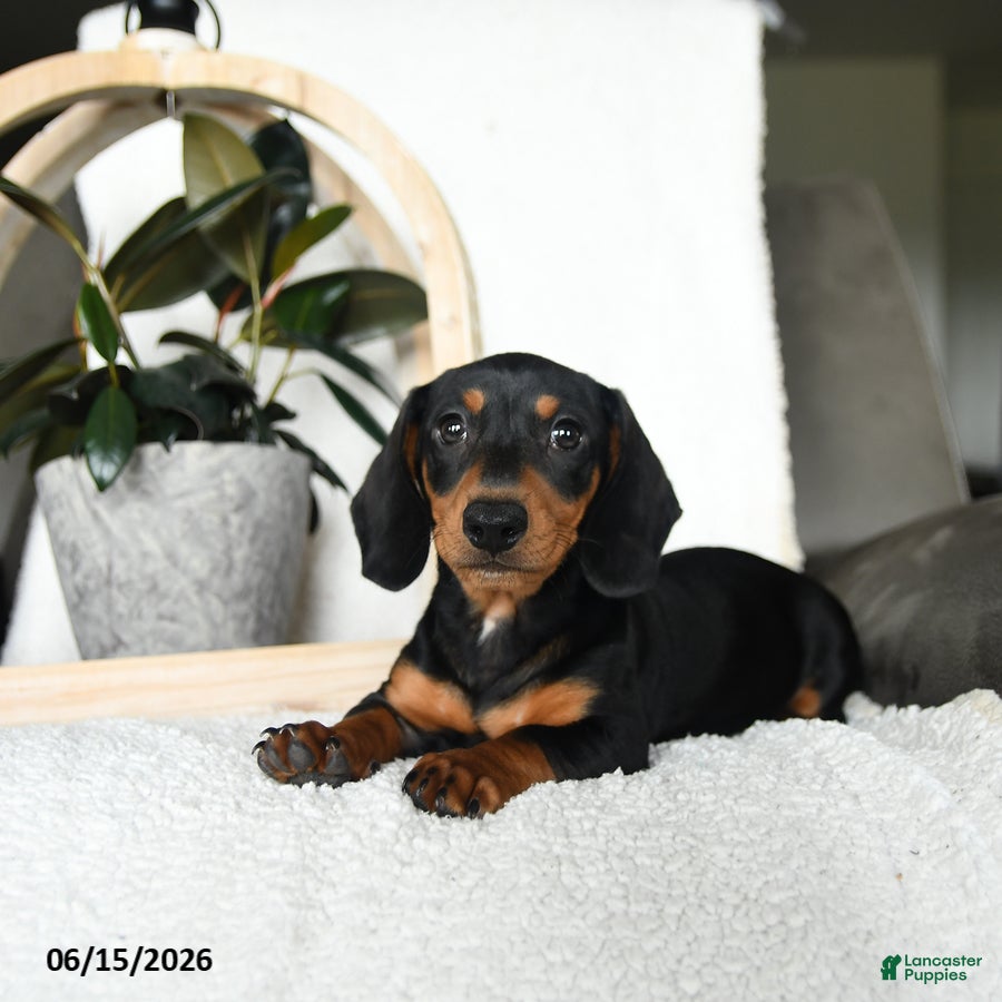 Miniature Dachshund dogs Sherlock - Ad 2