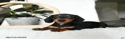 Miniature Dachshund dogs for sale: Sherlock - Ad 2