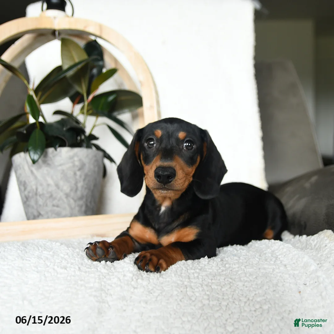 Miniature Dachshund dogs for sale: Sherlock - Ad 2