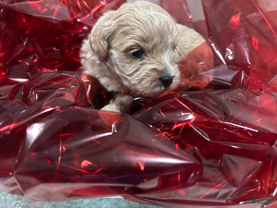 Cockapoo dogs for sale: Midas - Ad 2