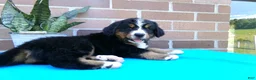 Bernese Mountain Dog dogs for sale: Trinity - Ad 11