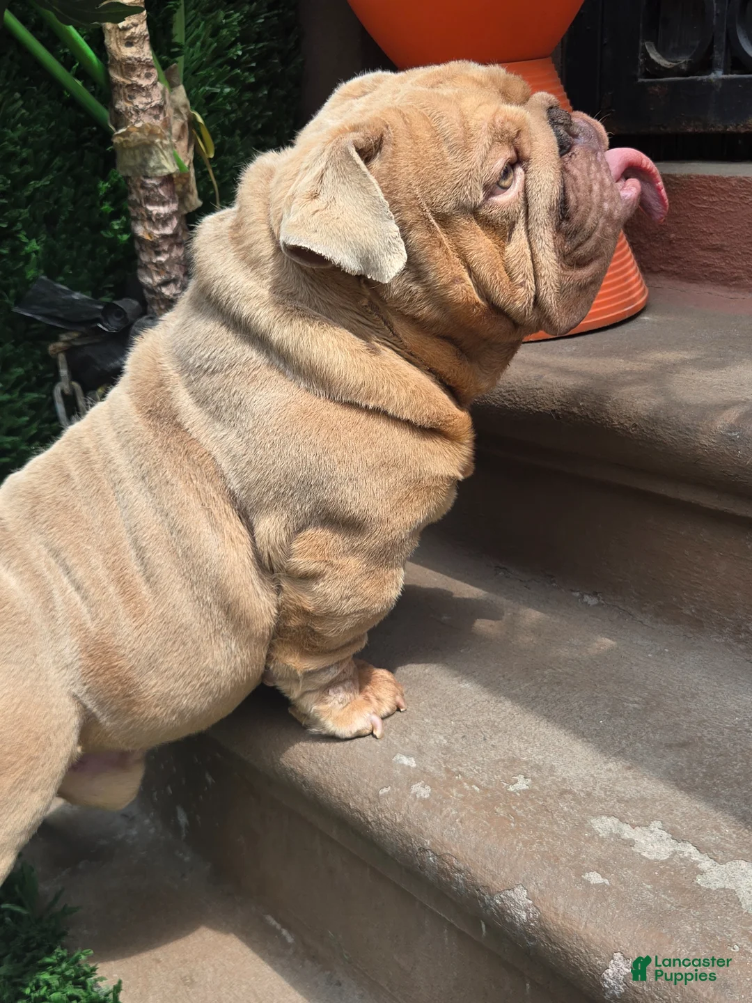 English Bulldog dogs for stud: OPEN FOR STUD - Ad 1