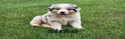 Australian Shepherd dogs for sale: Sitka - Ad 1