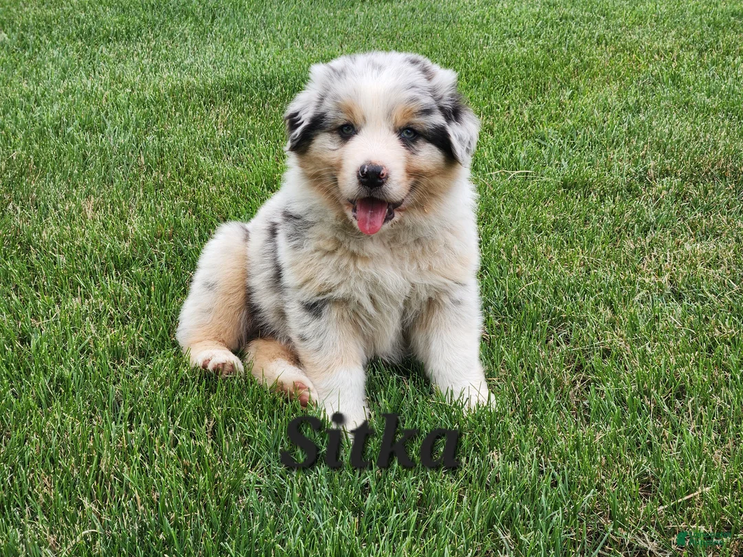 Australian Shepherd dogs for sale: Sitka - Ad 1