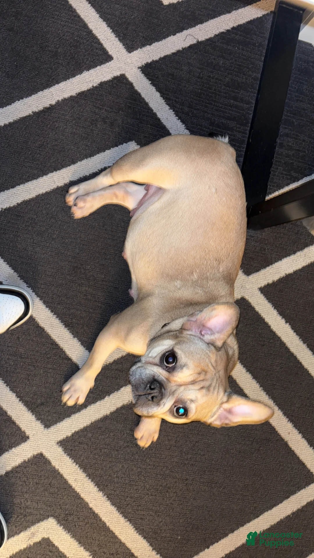 French Bulldog dogs for sale: French Bulldog Puppy 3 - Ad 2