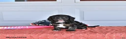 Mixed Breed dogs for sale: Rover - Ad 4