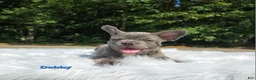Frenchton dogs for sale: Dobby - Ad 6