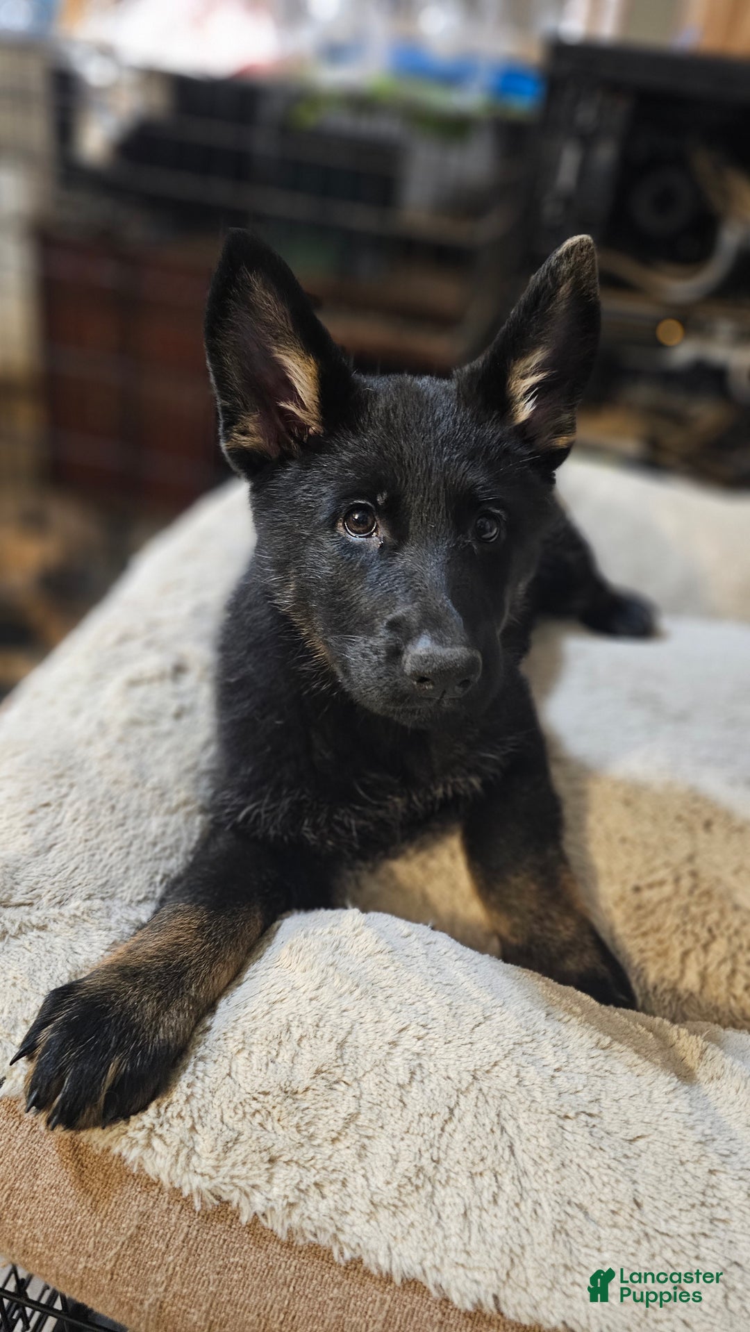 German Shepherd dogs for sale: German Shepherd Puppy 1 - Ad 1