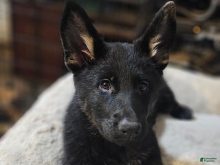 German Shepherd dogs German Shepherd Puppy 1 - Ad 12