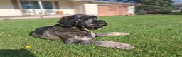 Giant Schnauzer dogs for sale: Colè - Ad 6