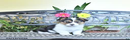 Welsh Corgi Pembroke dogs for sale: Skyler - Ad 3