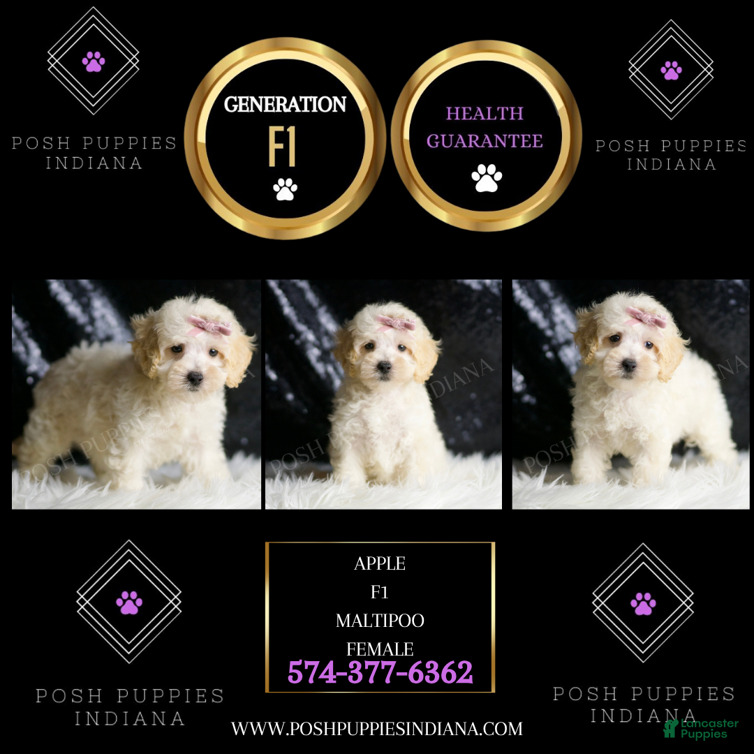 Maltipoo dogs for sale: Apple - Ad 5