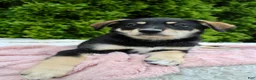 Mixed Breed dogs for sale: Jenny - Ad 4