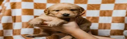 Golden Retriever dogs for sale: Delphin AKC Golden Retriever Pup - Ad 4