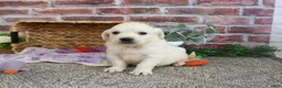 Golden Retriever dogs for sale: Twinkle - Ad 8