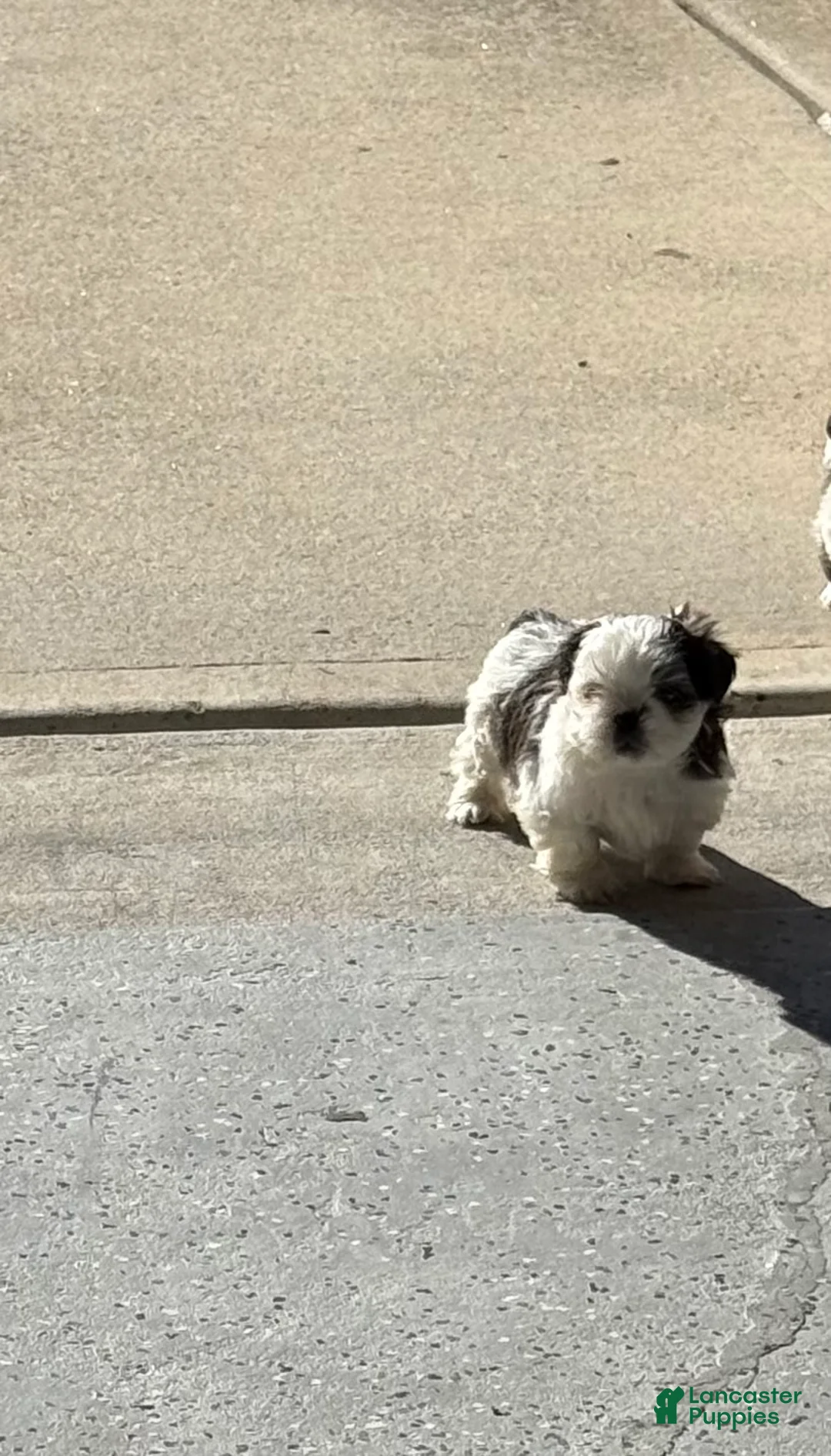 Shih Tzu dogs for sale: Shih Tzu Puppy 1 - Ad 2