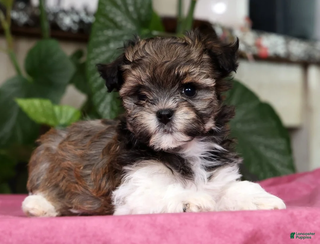 Havanese dogs for sale: Angela - Ad 2