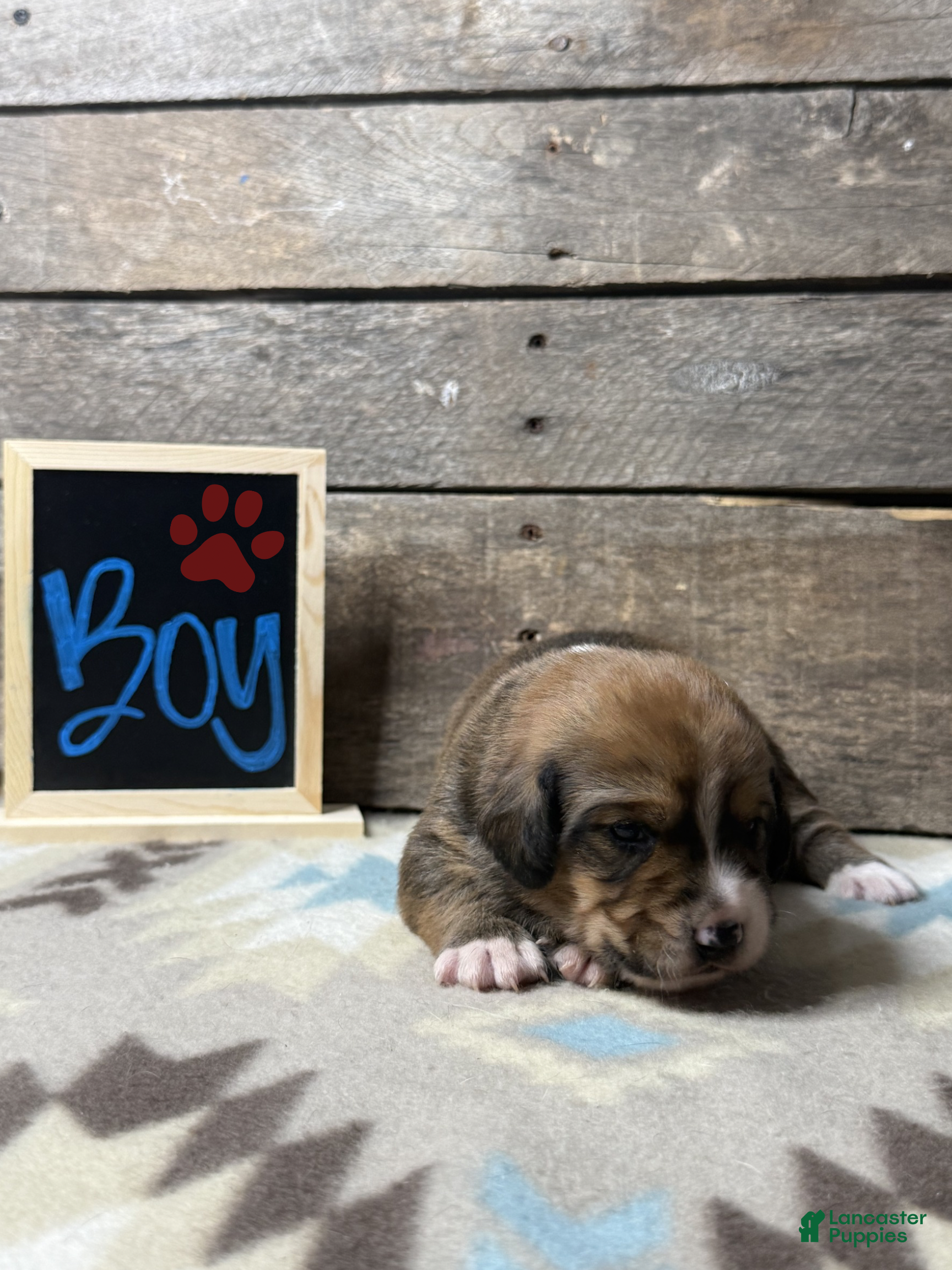 Mixed Breed dogs Mixed Breed Puppy 4 - Ad 4