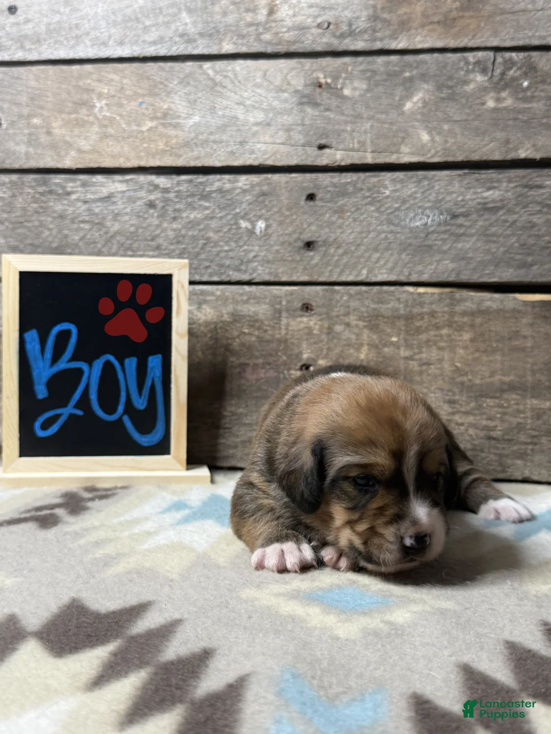 Mixed Breed dogs for sale: Mixed Breed Puppy 4 - Ad 1