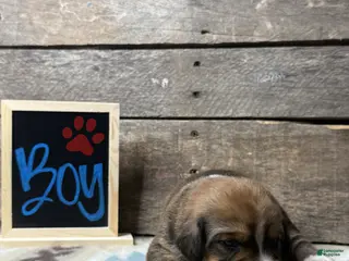 Mixed Breed dogs Mixed Breed Puppy 4 - Ad 18