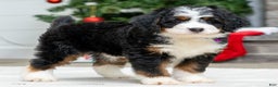 Mini Bernedoodle dogs for sale: Phoebe - Ad 3