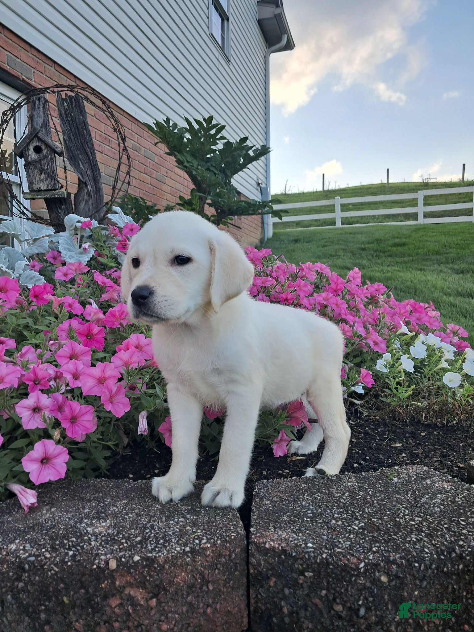 Labrador Retriever dogs Dustin - Ad 1