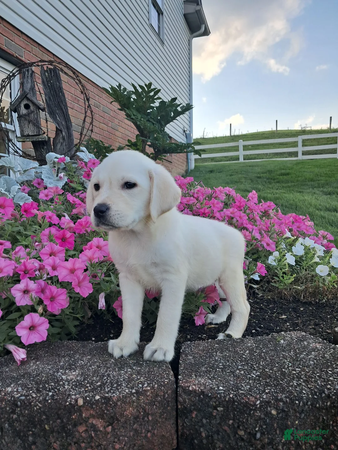 Labrador Retriever dogs for sale: Dustin - Ad 1