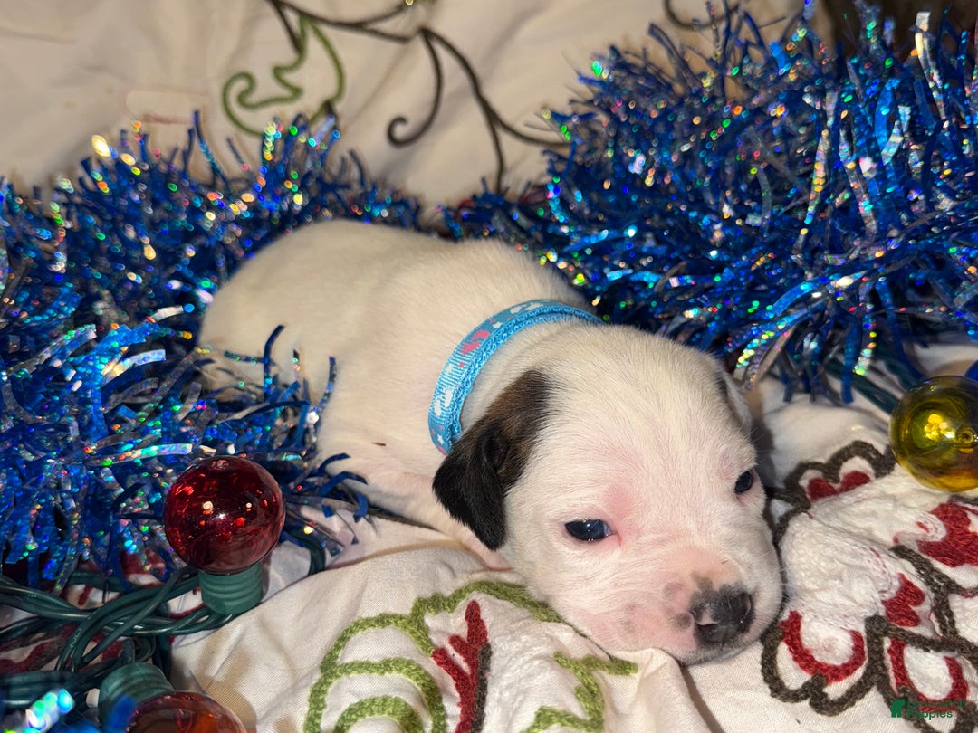 Mixed Breed dogs for sale: Coltonball - Ad 11