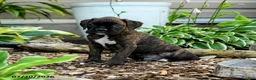Boxer dogs for sale: Bodhi - Ad 3
