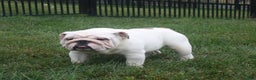 English Bulldog dogs for sale: Holly - Ad 10