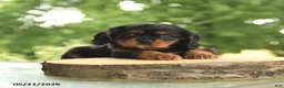 Cavalier King Charles Spaniel dogs for sale: BJ - Ad 3