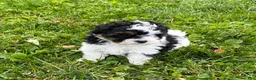 Havapoo dogs for sale: Duke - Ad 4